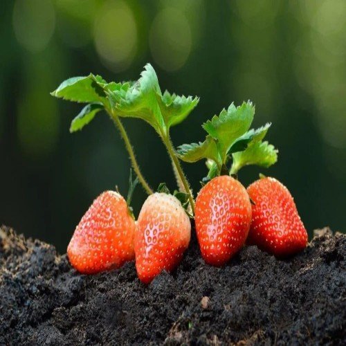 Strawberry Fresh Fruit